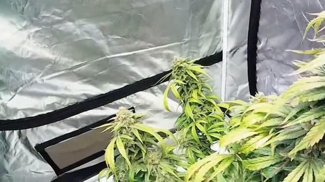 Michigan Home Grown Critical Kush смотреть онлайн