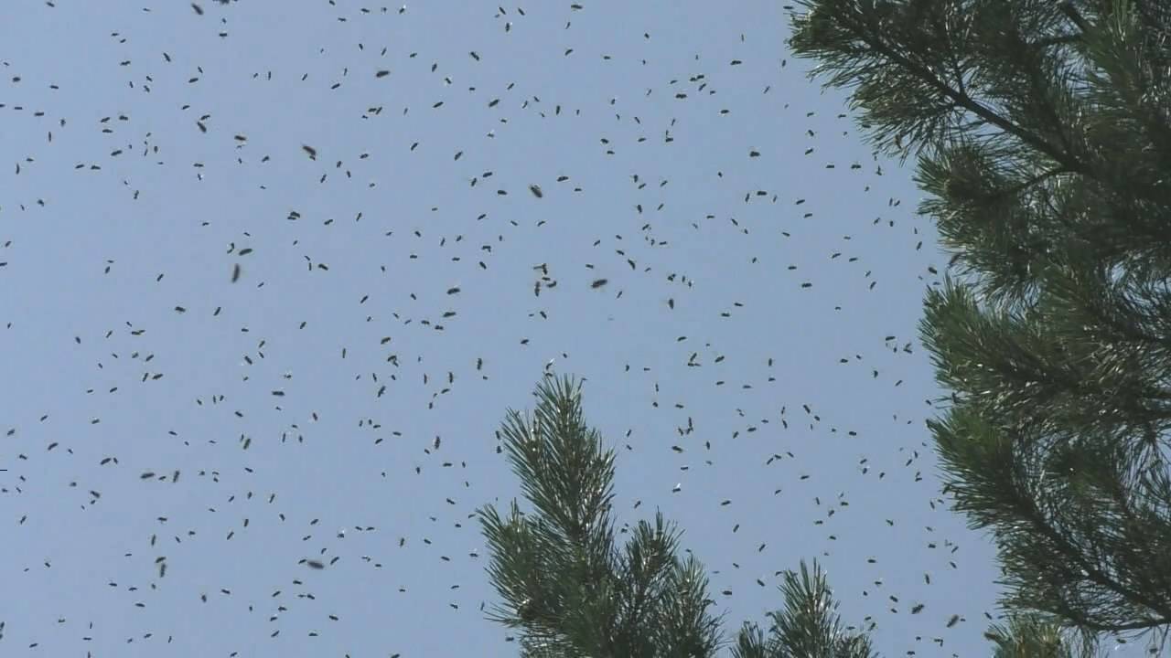 Могут ли рои пчел самостоятельно поселяться на своей пасеке смотреть онлайн
