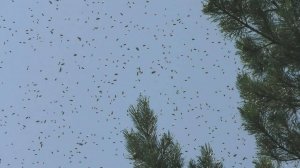 Могут ли рои пчел самостоятельно поселяться на своей пасеке