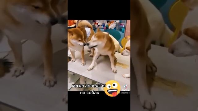 1000000378.mp4 Когда Аллергия на Собак смотреть онлайн
