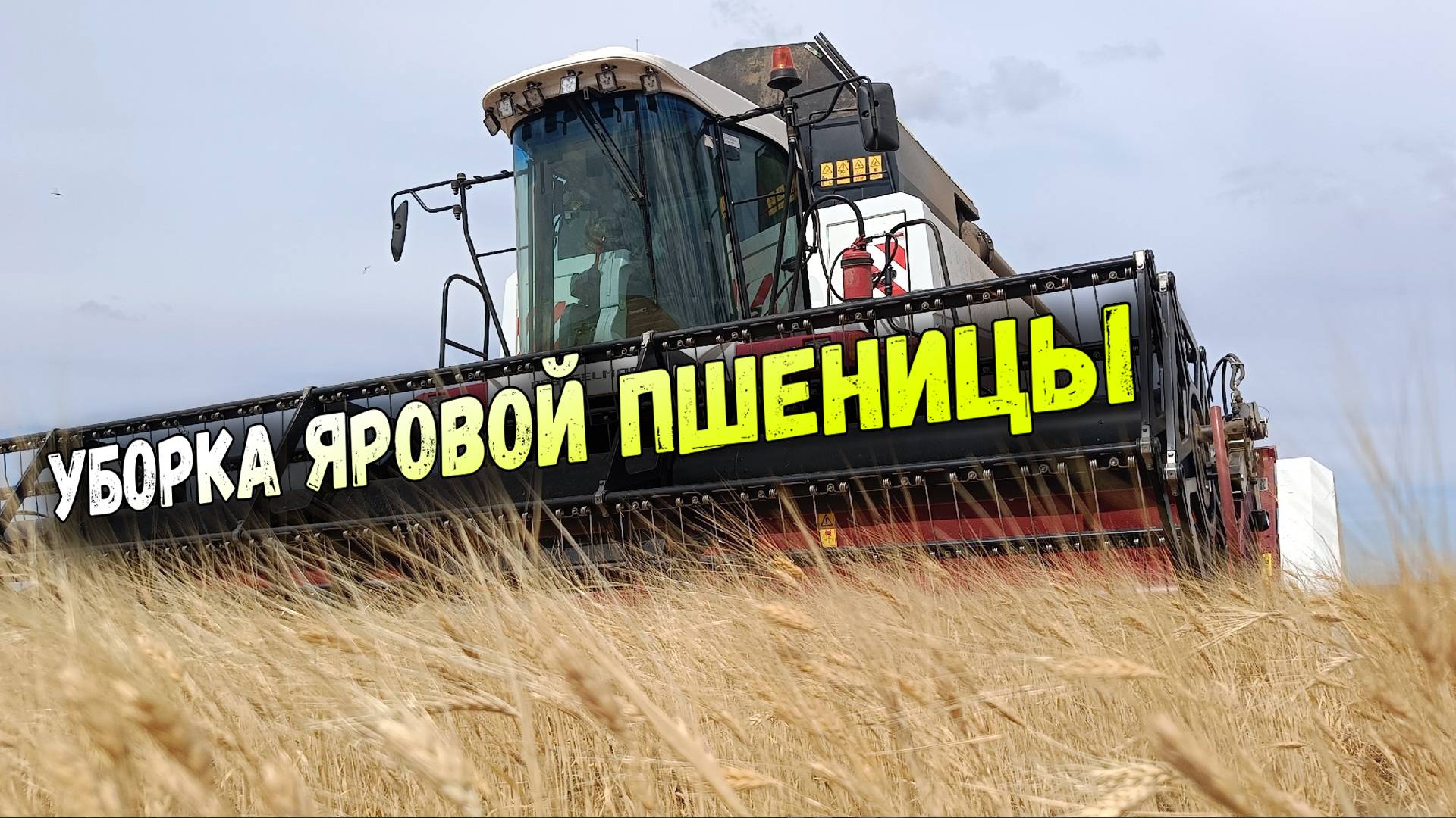 Уборка яровой пшеницы 2024. Вылечили комбайн АКРОС 585 смотреть онлайн