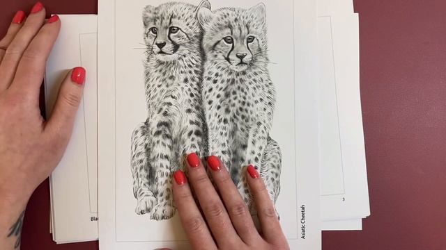 Tim Jeffs New Release! Endangered baby Animals! Flip through! смотреть онлайн