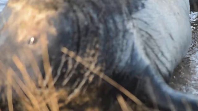 Donna Nook Grey Seal colony - Bull Seal video 2 10th November 2019 смотреть онлайн