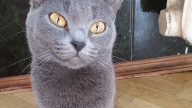 Das Kätzchen, das von einem Hund aufgezogen wurde, wurde zu einer Wachhundkatze смотреть онлайн