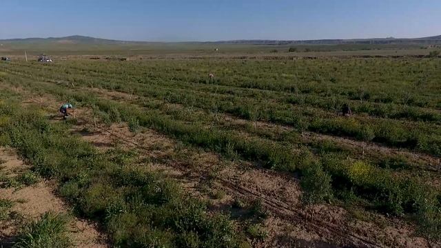 Беление деревьев смотреть онлайн