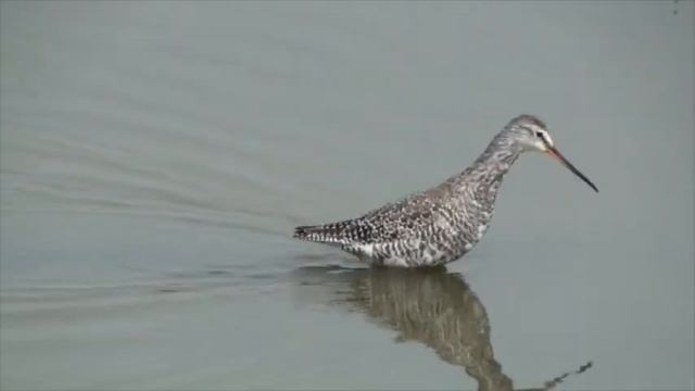 Chevalier arlequin (Tringa erythropus) Spotted Redshank смотреть онлайн
