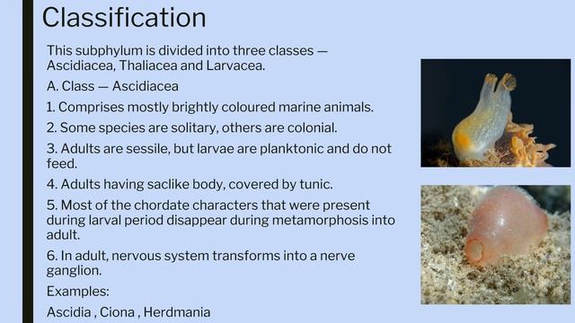 42.Urochordata смотреть онлайн