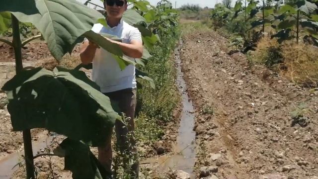 ПАВЛОВНИЯ 1_ИЮНЬ НИХОЛ ЭКИЛИШИ ВА КУЧАТ +998916740505 смотреть онлайн