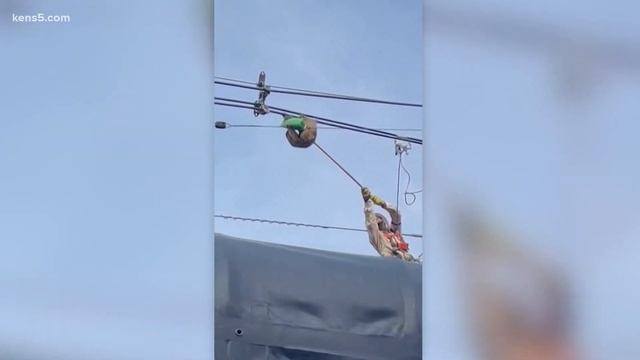 Sloth rescue: Animal saved from possible electrocution after climbing up pole смотреть онлайн