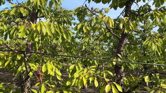 Біологічний захист. Груша Яблунівська, черешня Кордія, слива Амерс. Розтріскування на черешні. смотреть онлайн