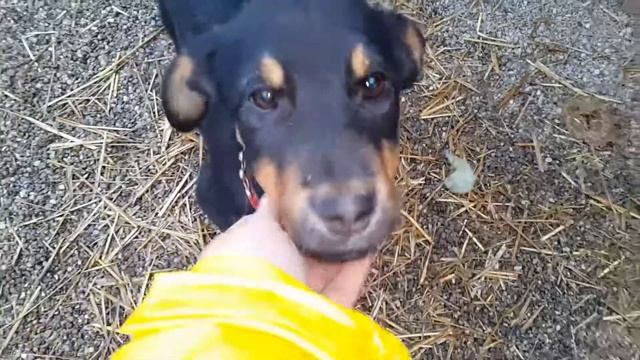 Milli, Pika, Theodor, Tilda, Thea, Clara- Zuhause gesucht смотреть онлайн