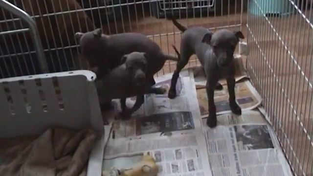 Dragonhunter italian greyhound puppies(d.o.b.22.january 2009) смотреть онлайн