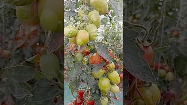 ТОП томаты для ваших заготовок! смотреть онлайн