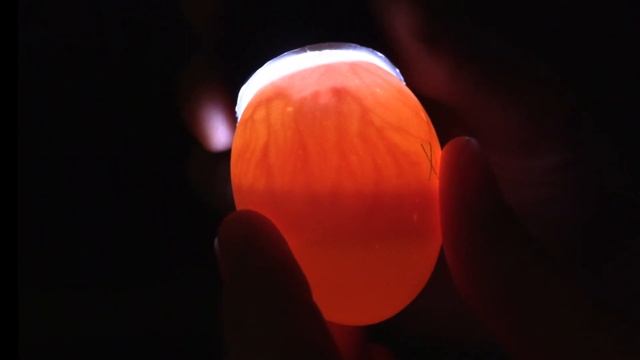4-H Embryology Day 7 Candling Classroom Presentation смотреть онлайн