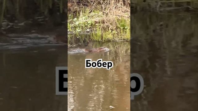 #бобёр #спб #животныймир #бобер #travelblog #природа #travel #питер смотреть онлайн