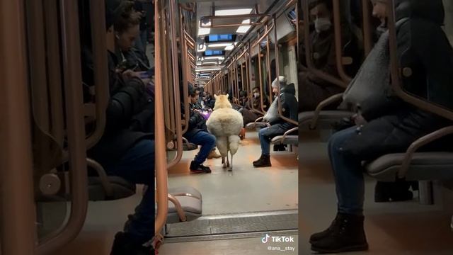 Лань в метро г. Москвы. И такое бывает. смотреть онлайн