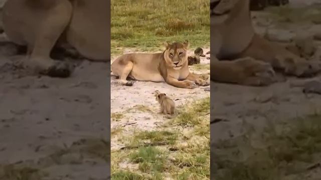 Маленький лев оттачивает своё рычание смотреть онлайн