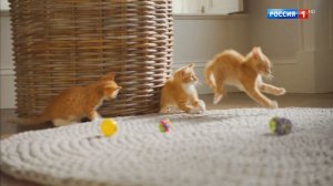 Реклама корм Фрискис 2019