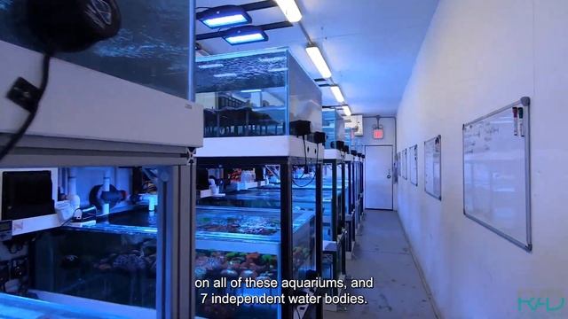 CORAL LAB LAUNCH. GREAT AQUACULTURE CORALS FOR ALL OUR CUSTOM-MADE AQUARIUMS BY REEF AQUARIA DESIGN смотреть онлайн