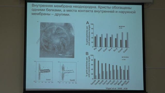 Кнорре Д. А. - Структура и функция митохондрий - 3. Слияние митохондрий. Кристы смотреть онлайн