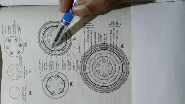 Lecture 4|Botany 1|Anatomy|Part 4 смотреть онлайн