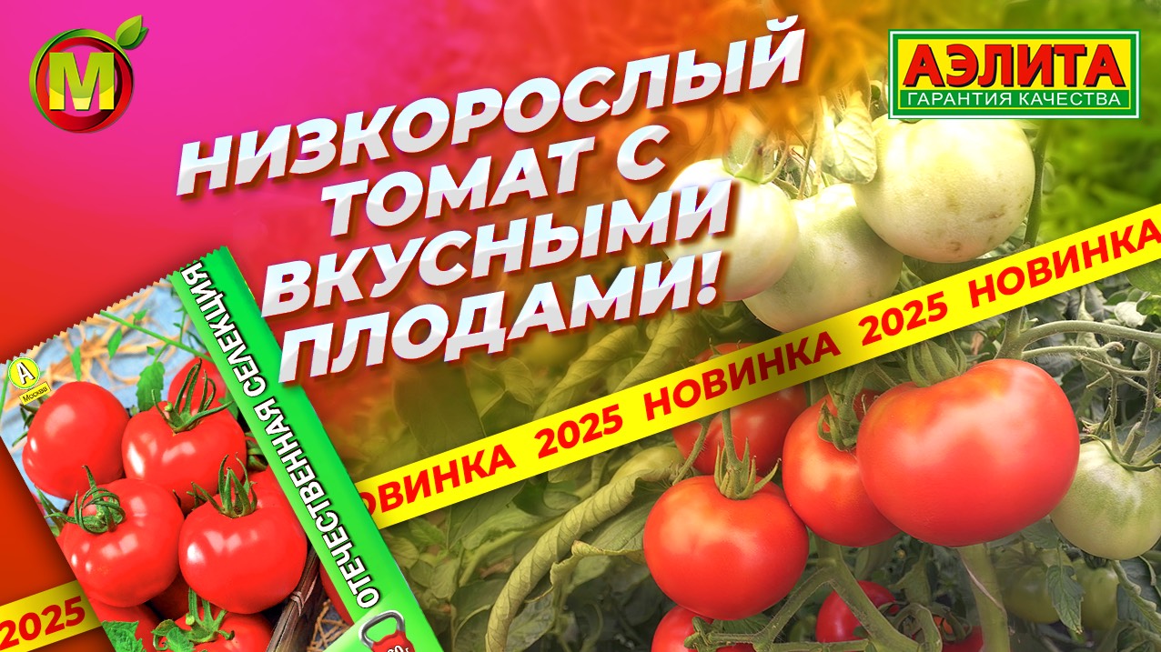 Новинка 2025! Низкорослый томат с вкусными плодами! ЗАРНИЦА 75 F1 смотреть онлайн