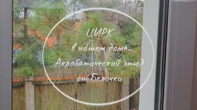 Акробатический этюд от нашей Белочки 🐿️☝️😋🤗 смотреть онлайн