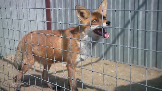 Зоопарк лиса смотреть онлайн