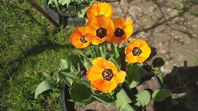 Тюльпаны во дворе 30.04.2024 смотреть онлайн