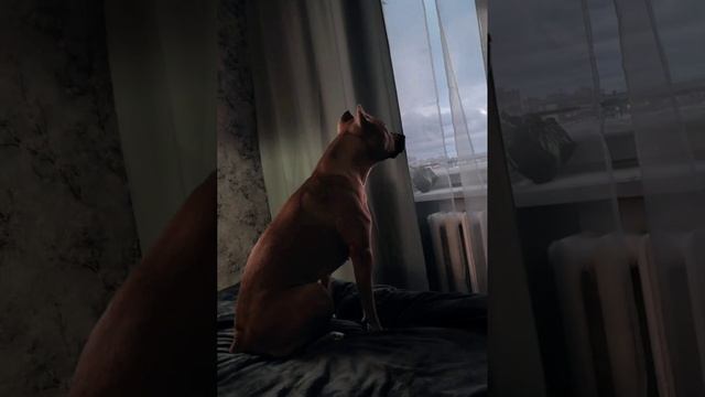 Dog in House ( play in Groovepad) смотреть онлайн