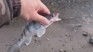 ЛОВЛЯ СУДАКА В СЕНТЯБРЕ НА ТЮЛЬКУ. КАКИЕ КРЮЧКИ ИСПОЛЬЗОВАТЬ ?  БЕРЕТ В ШАХТУ ..