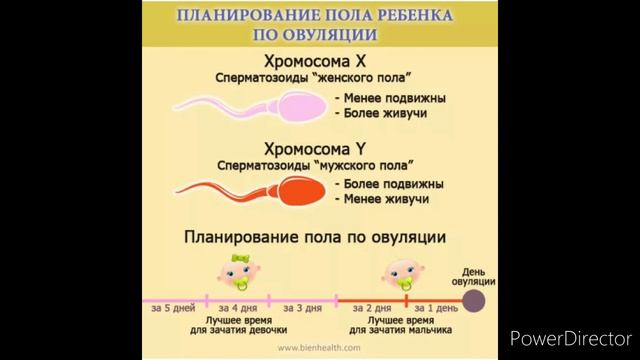 Ovulyatsiya Jarayoni: Bu Nima,qachon Sodir Bo'ladi,davomiyligi Qancha,belgilari Nima?