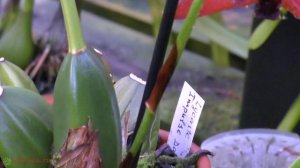 Орхидеи цветущие