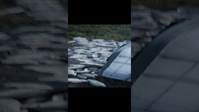 VID_20241121_161623 смотреть онлайн
