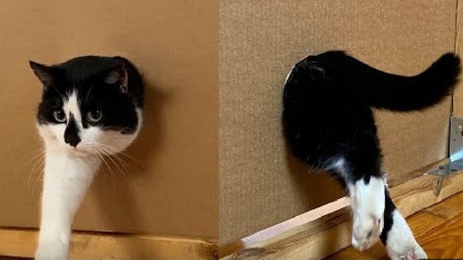 в насколько маленькое отверстие смогут пролесть наши пушистики!