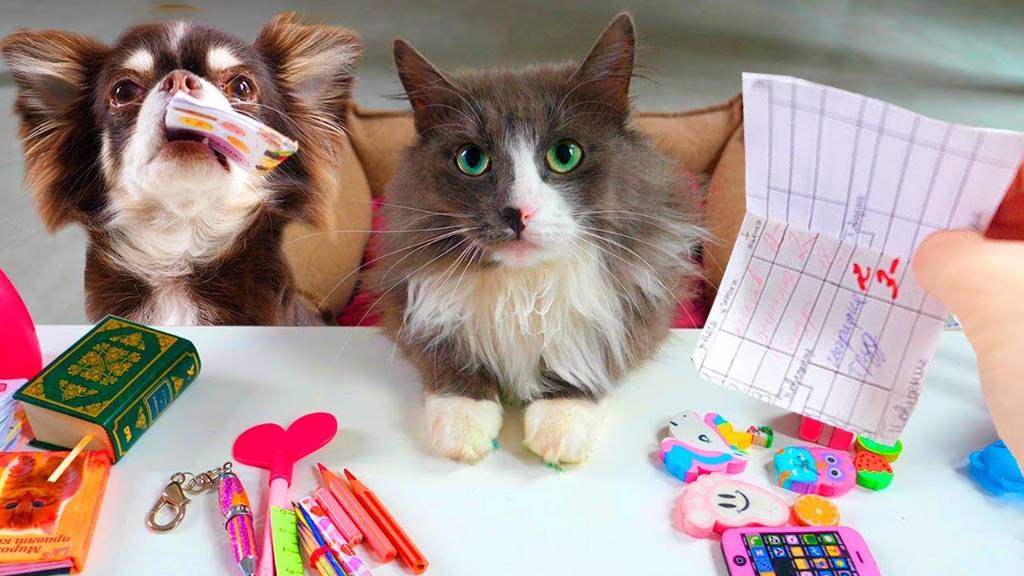 ШКОЛА КОТОВ И СОБАК! ТАЙНАЯ ЖИЗНЬ ДОМАШНИХ ЖИВОТНЫХ - ВОЛШЕБНЫЕ ПИТОМЦЫ УЧАТСЯ И СРЫВАЮТ УРОКИ смотреть онлайн