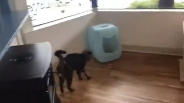 Cleo and Joey Kitty Mail!! смотреть онлайн