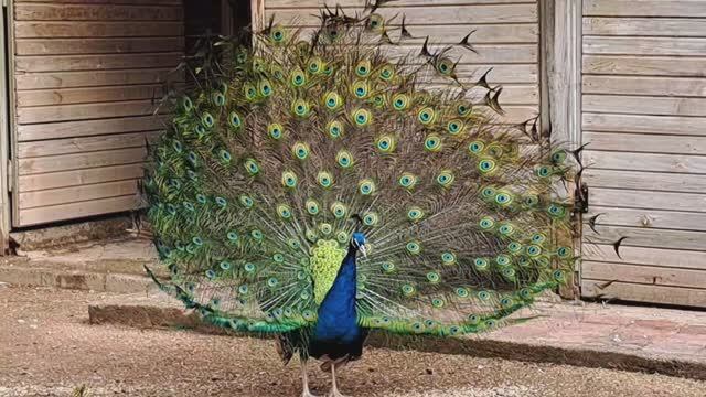 Зоопарк Антальи смотреть онлайн