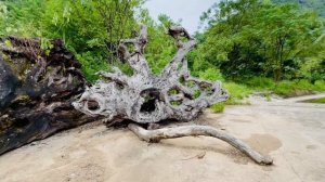 ВАУ!!! Этого вам НИКТО НЕ ПОКАЖЕТ! Из этих тысячелетних деревьев мастера делают свои ШЕДЕВРЫ!