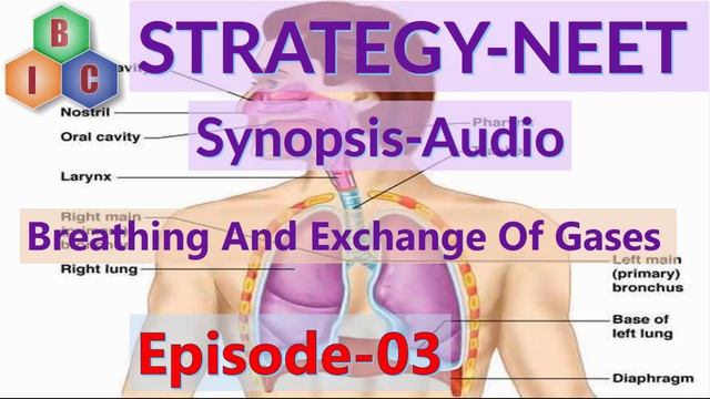 NEET- 2019- Breathing & Exchange Of Gases -Mechanism Of Breathing-03 смотреть онлайн