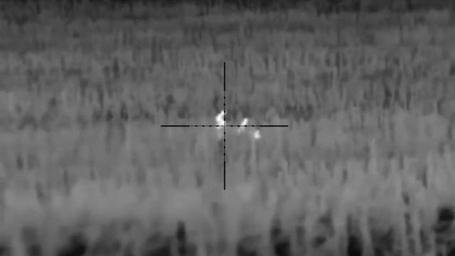 Pulsar Thermion 2 XQ50 PRO coyote hunt смотреть онлайн
