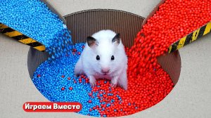 ЛУЧШИЕ ИСПЫТАНИЯ ДЛЯ ХОМЯКА 🐹 Играем ВМЕСТЕ ! Помогаем выбраться из лабиринта !