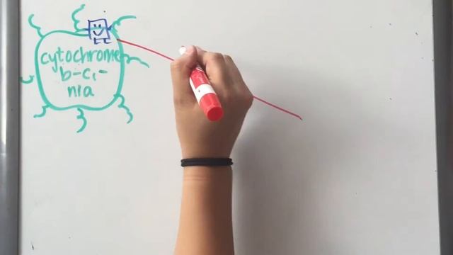 Biology 1510 Group F16-57: The Proton Motive Force смотреть онлайн