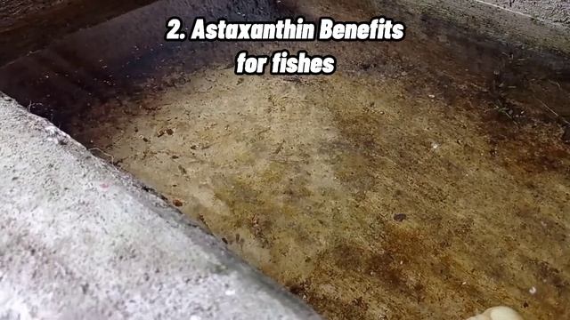 ASTAXANTHIN BENEFITS | Benefits for Fish, Where to buy, Astaxanthin facts | Astaxanthin Fish Food смотреть онлайн