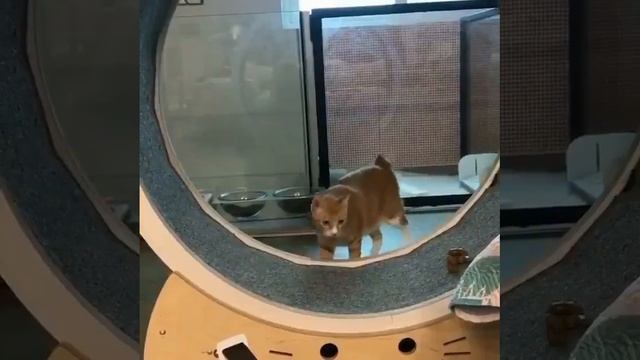 Да мне ваще похер я 🐱 ✌️☝️😉😂😂😂 смотреть онлайн