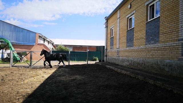 Владимирский тяжеловоз. Вороная кобыла Герцогиня