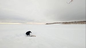 Рыбалка у чёрной дыры. Ловля налима. Двадцать шестая серия.