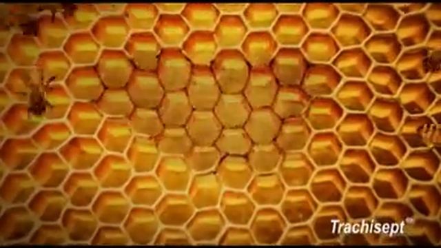 Trachisept TVC 2011 смотреть онлайн