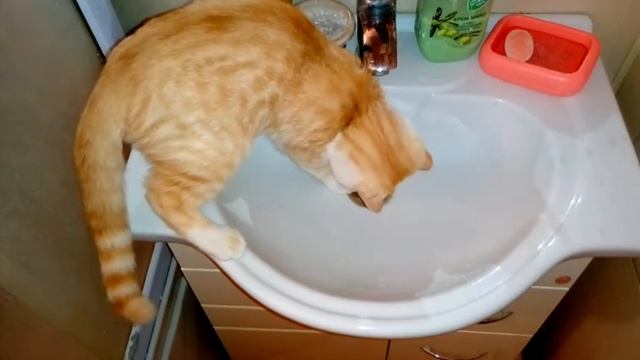 Боня любит плескаться в воде, ему 4 месяца смотреть онлайн