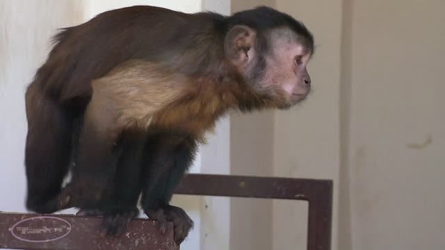 Зоопарк обезьянки смотреть онлайн